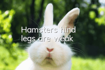 Hamster's hind legs are weak