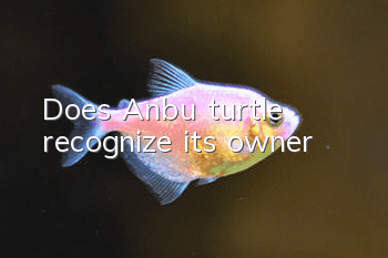 Does Anbu turtle recognize its owner?