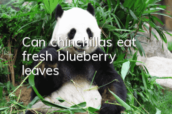 Can chinchillas eat fresh blueberry leaves?