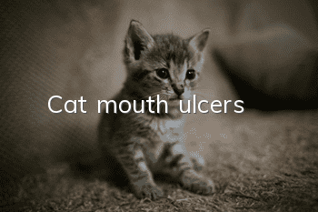 Cat mouth ulcers