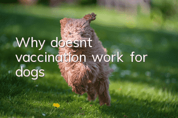 Why doesn’t vaccination work for dogs?