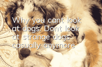 Why you can’t look at dogs. Don’t look at strange dogs casually anymore!