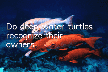 Do deep water turtles recognize their owners?