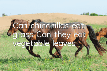 Can chinchillas eat grass? Can they eat vegetable leaves?