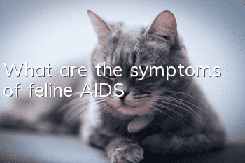 What are the symptoms of feline AIDS?