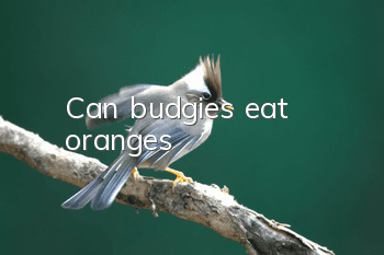 Can budgies eat oranges?