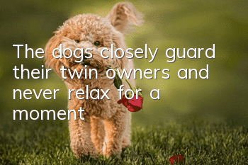 The dogs closely guard their twin owners and never relax for a moment