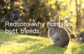 Reasons why hamster butt bleeds