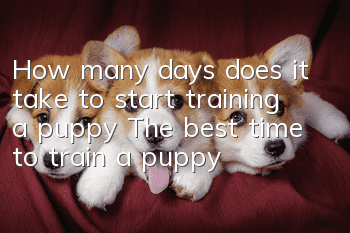 How many days does it take to start training a puppy? The best time to train a puppy!