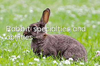 Rabbit specialties and abilities