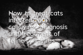 How to treat cats infected with calicivirus? Diagnosis and treatment of feline calicivirus!