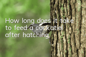 How long does it take to feed a cockatiel after hatching?