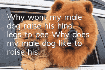 Why won’t my male dog raise his hind legs to pee? Why does my male dog like to raise his legs to pee?