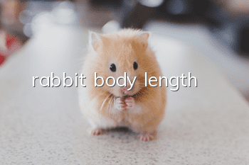 rabbit body length