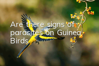 Are there signs of parasites on Guinea Birds?