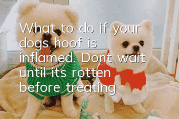 What to do if your dog’s hoof is inflamed. Don’t wait until it’s rotten before treating it!