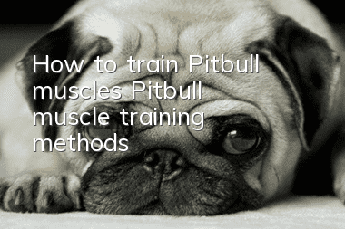 How to train Pitbull muscles? Pitbull muscle training methods!