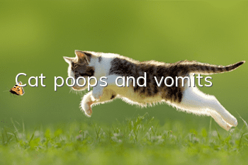 Cat poops and vomits