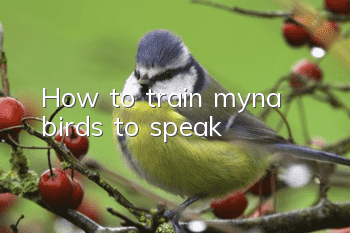 How to train myna birds to speak?