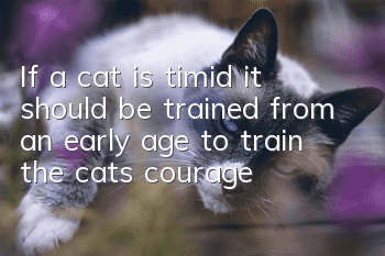 If a cat is timid, it should be trained from an early age to train the cat’s courage!