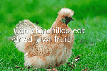 Can chinchillas eat dried kiwi fruit?