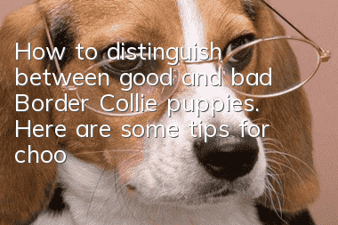 How to distinguish between good and bad Border Collie puppies. Here are some tips for choosing a good Border Collie puppy!