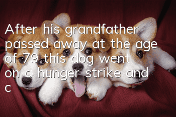 After his grandfather passed away at the age of 79, this dog went on a hunger strike and committed suicide to repay his kindness for raising him for ten years!