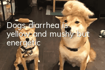 Dog's diarrhea is yellow and mushy but energetic