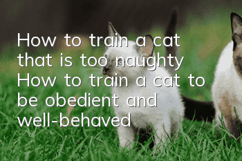 How to train a cat that is too naughty? How to train a cat to be obedient and well-behaved!