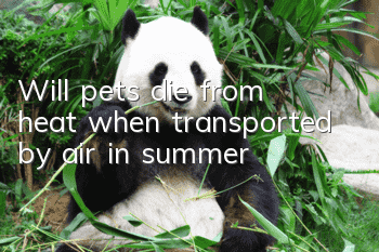 Will pets die from heat when transported by air in summer?