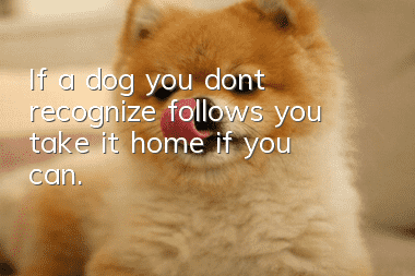 If a dog you don’t recognize follows you, take it home if you can.