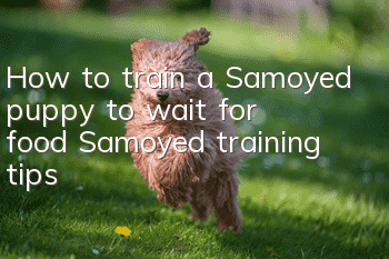 How to train a Samoyed puppy to wait for food? Samoyed training tips!