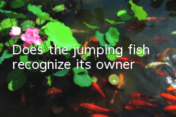 Does the jumping fish recognize its owner?