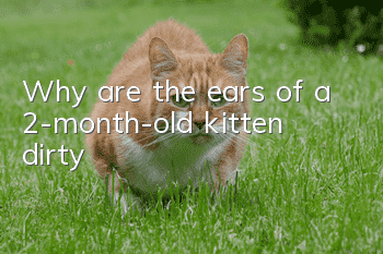 Why are the ears of a 2-month-old kitten dirty?