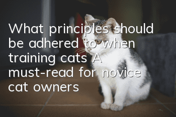 What principles should be adhered to when training cats? A must-read for novice cat owners!