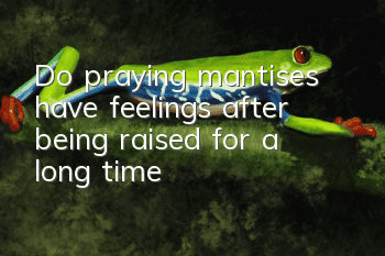 Do praying mantises have feelings after being raised for a long time?