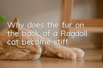 Why does the fur on the back of a Ragdoll cat become stiff?