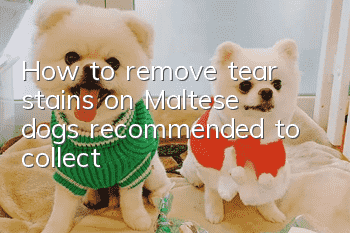 How to remove tear stains on Maltese dogs, recommended to collect!