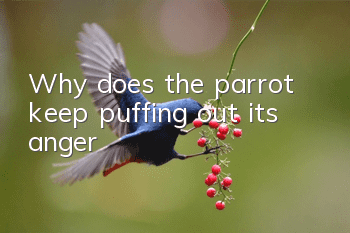 Why does the parrot keep puffing out its anger?