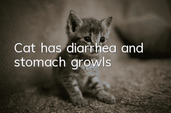 Cat has diarrhea and stomach growls