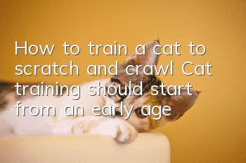 How to train a cat to scratch and crawl? Cat training should start from an early age!