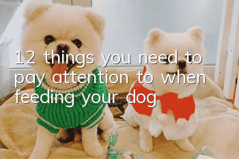 12 things you need to pay attention to when feeding your dog