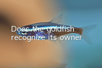 Does the goldfish recognize its owner?