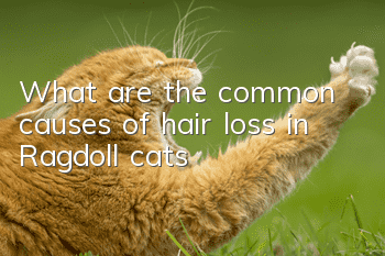 What are the common causes of hair loss in Ragdoll cats?