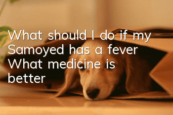 What should I do if my Samoyed has a fever? What medicine is better?