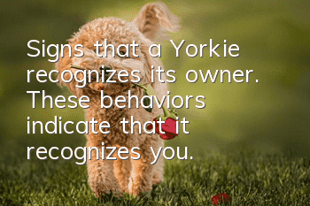 Signs that a Yorkie recognizes its owner. These behaviors indicate that it recognizes you.