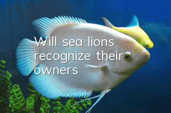 Will sea lions recognize their owners?