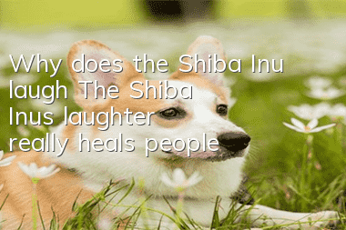 Why does the Shiba Inu laugh? The Shiba Inu’s laughter really heals people!