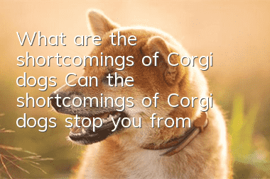 What are the shortcomings of Corgi dogs? Can the shortcomings of Corgi dogs stop you from loving it?