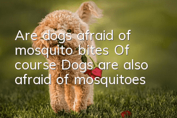 Are dogs afraid of mosquito bites? Of course! Dogs are also afraid of mosquitoes